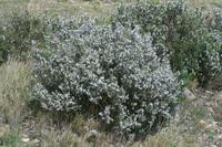 ROMARIN A CAMPHRE BIO