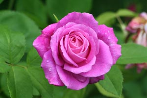 ROSE CENTIFOLIA