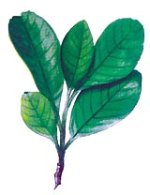 RAVENSARA AROMATICA